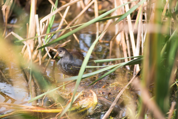 Common Gallinule