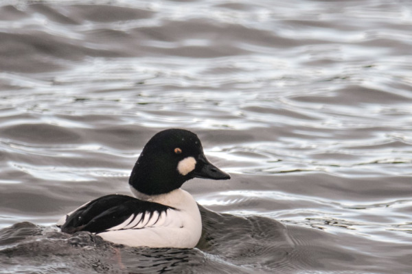 Common Goldeneye