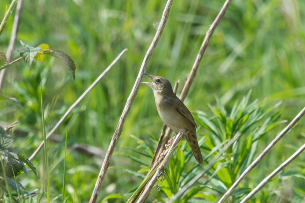 Common Grasshopper-Warbler