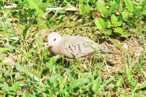 Common Ground-Dove