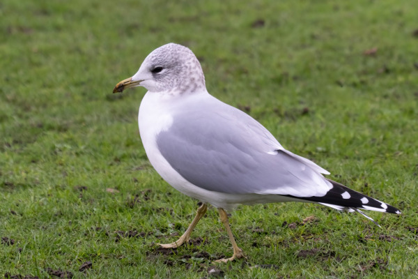 Common Gull