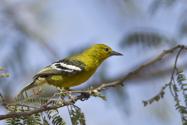 Common Iora