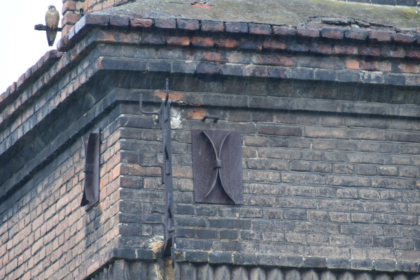 Common Kestrel