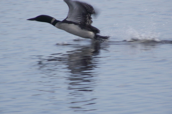 Common Loon