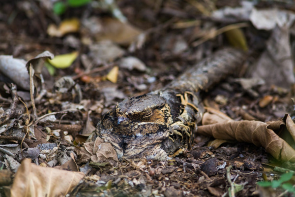 Common Pauraque