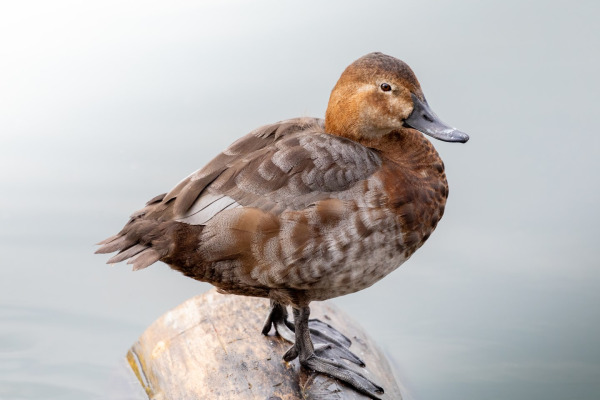 Common Pochard