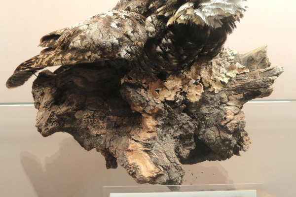 Common Poorwill