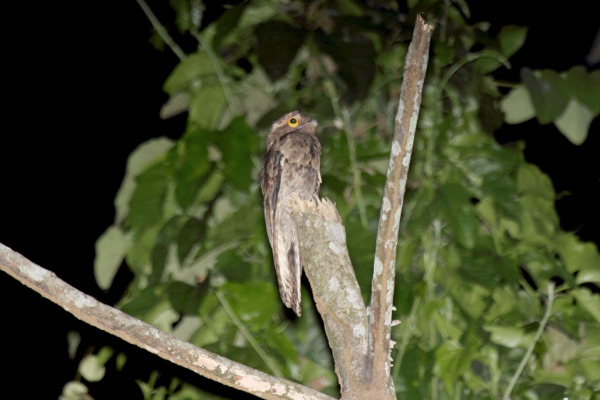 Common Potoo