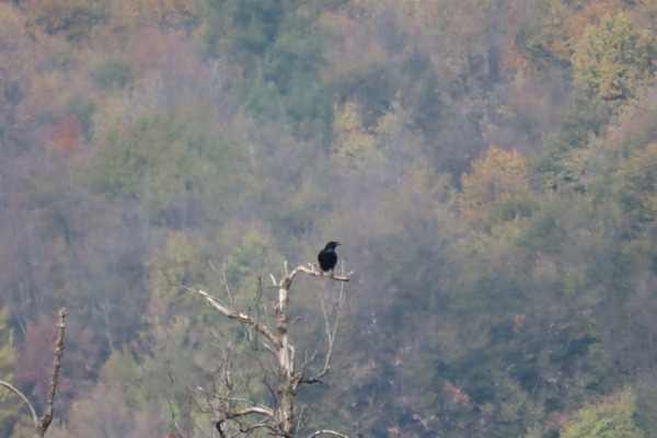 Common Raven