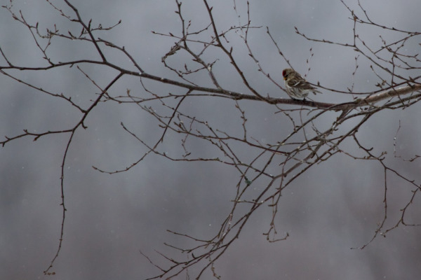 Common Redpoll