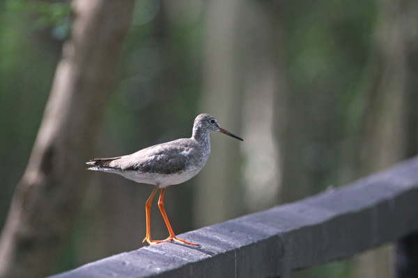 Common Redshank