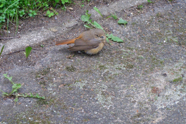 Common Redstart