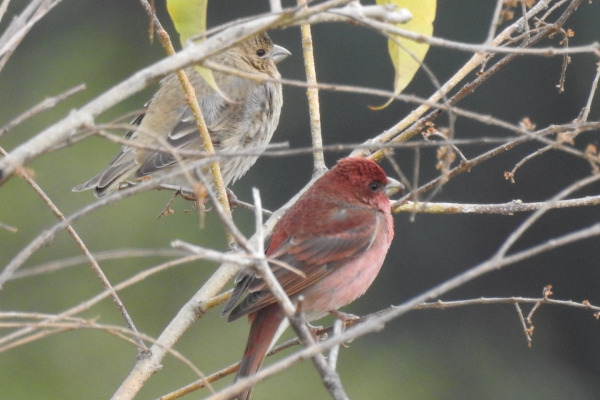 Common Rosefinch