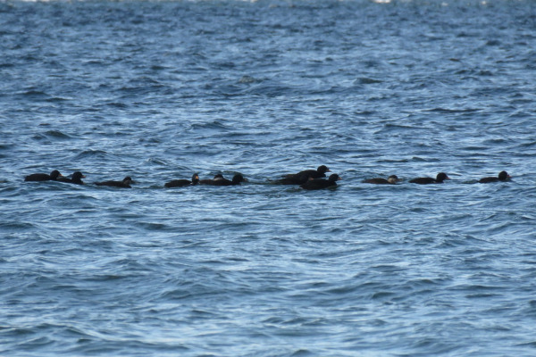 Common Scoter