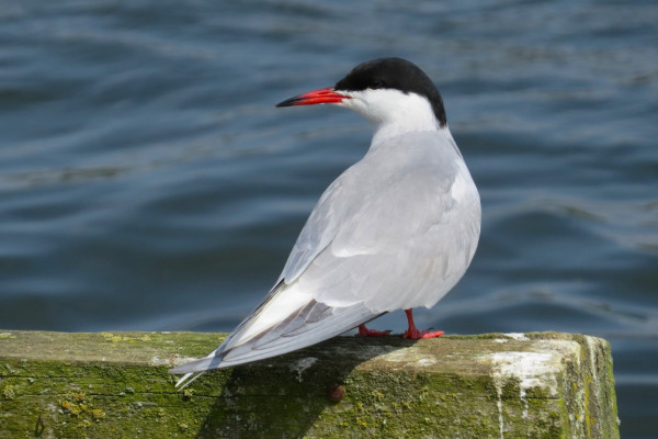 Common Tern
