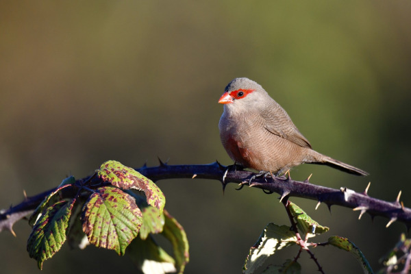 Common Waxbill