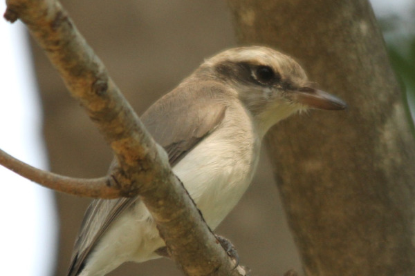 Common Woodshrike