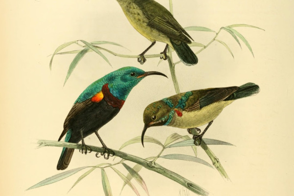 Comoro Sunbird