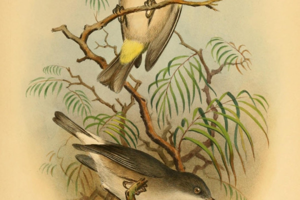 Comoro White-eye