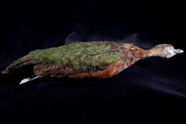 Congo Peafowl