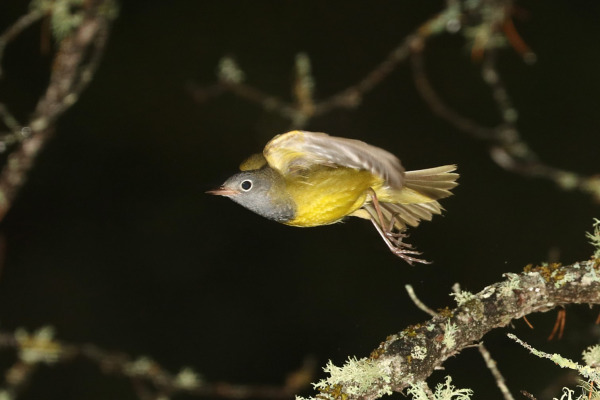 Connecticut Warbler