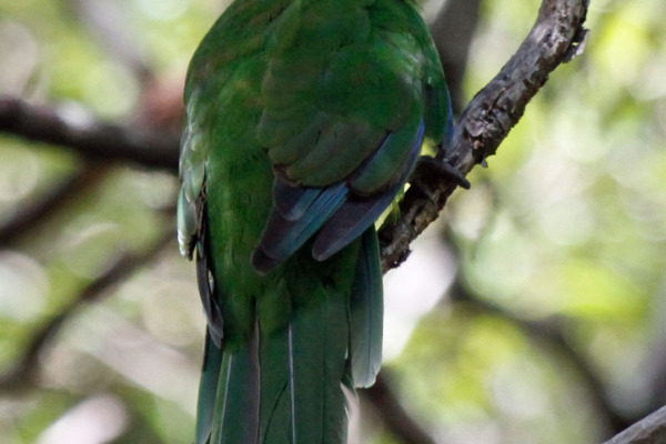 Cook's parakeet