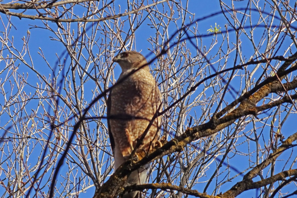 Cooper's Hawk