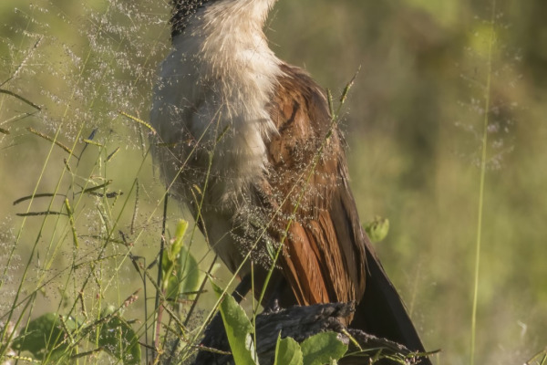 Copper-tailed Coucal