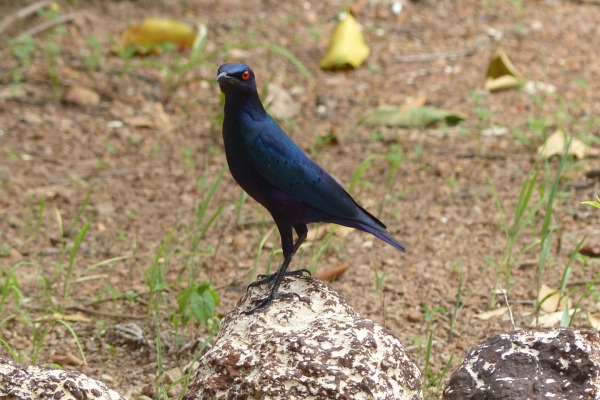 Copper-tailed Glossy-Starling