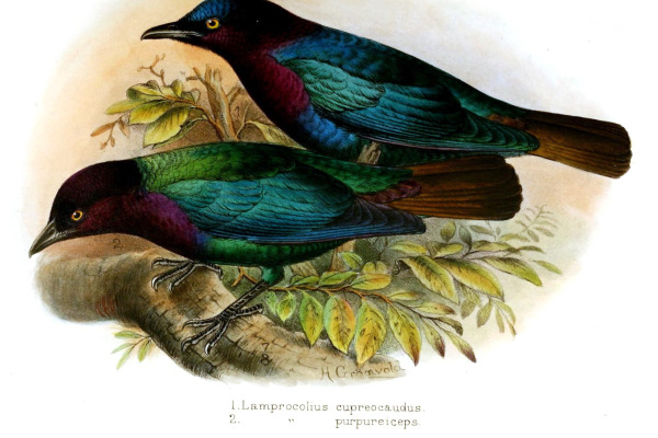 Copper-tailed Glossy-Starling