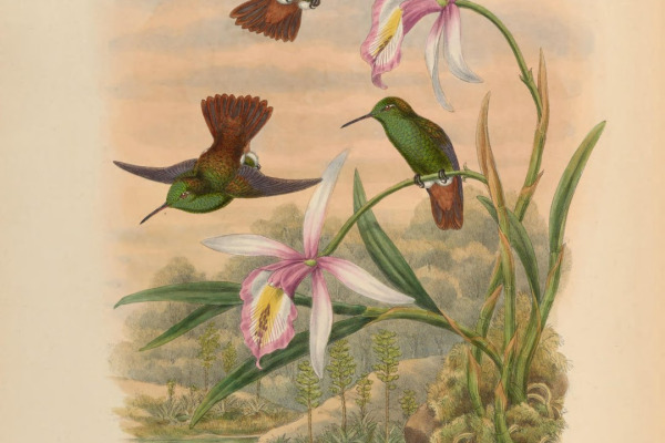 Copper-tailed Hummingbird