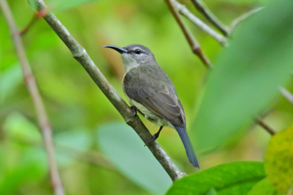 Copper-throated Sunbird