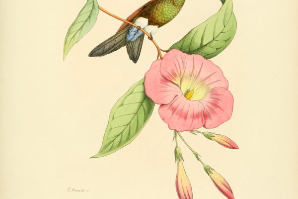 Coppery-bellied Puffleg