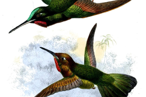Coppery Metaltail