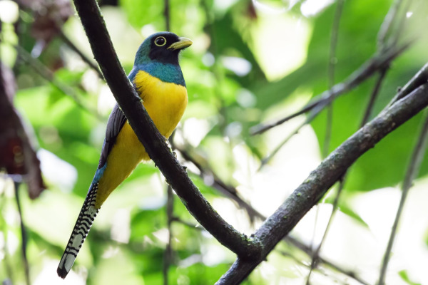 Coppery-tailed Trogon