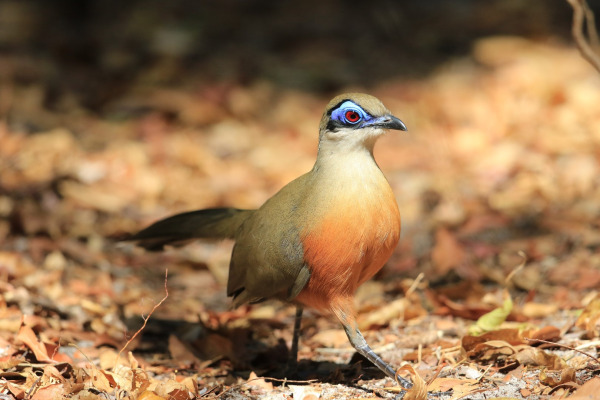 Coquerel's Coua