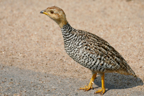 Coqui Ground Dove