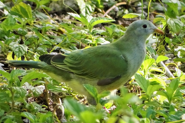 Coral-billed Fruit Dove