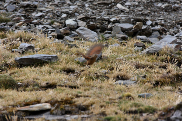 Cordillera Canastero