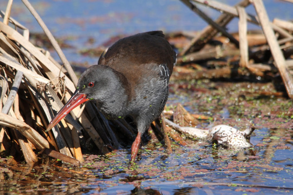 Corn Crake