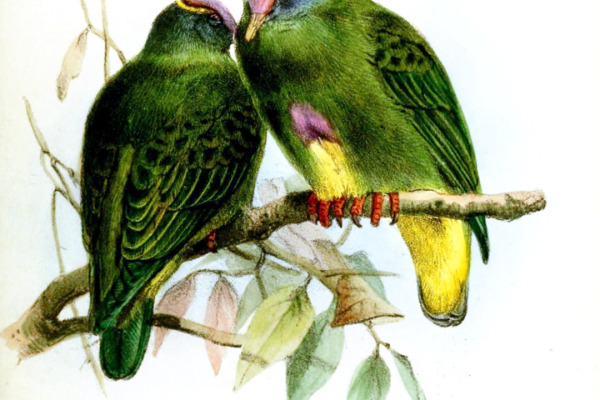 Coroneted Fruit Dove
