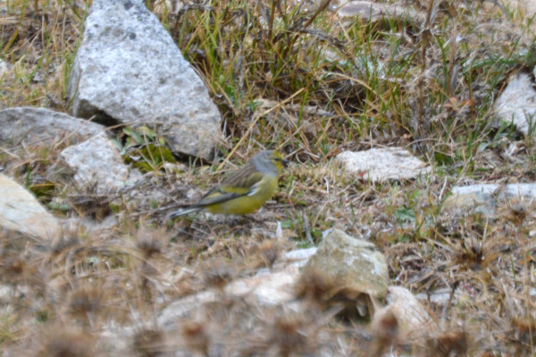 Corsican Finch