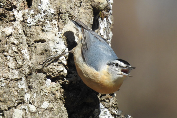 Corsican Nuthatch