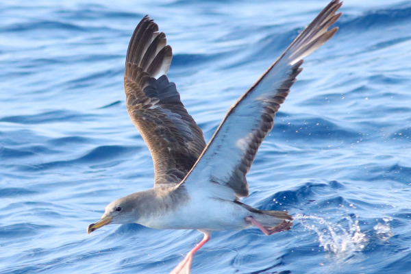 Cory's Shearwater