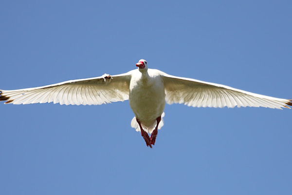 Coscoroba Swan