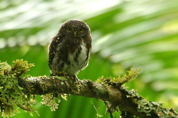 Costa Rican Pygmy Owl