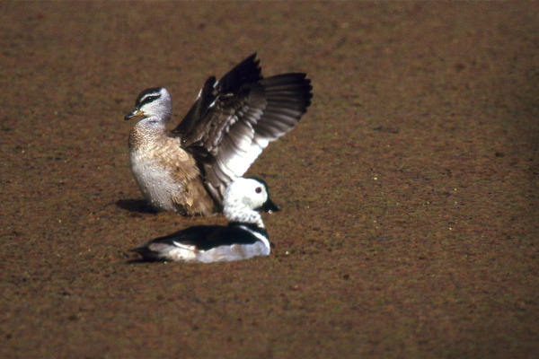 Cotton Pygmy-goose