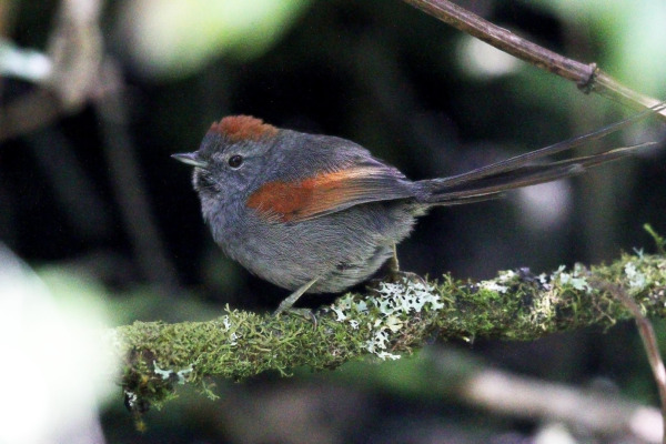 Coursers's Stipplethroat