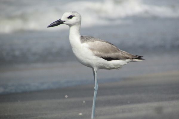 Crab Plover