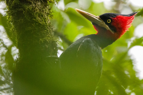 Cream-backed Woodpecker